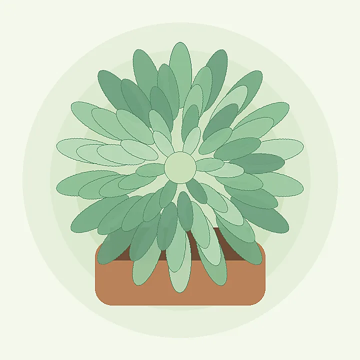 Indoor succulent sample